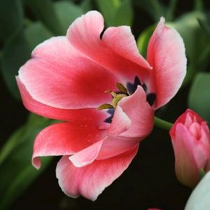 Meet your Posher, Norma